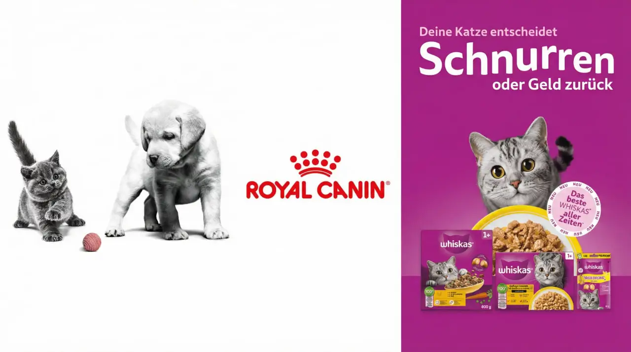 Royal Canin Willkommensbox kostenlos für Kitten anfordern